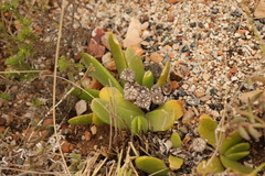 Glottiphyllum longum