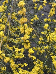 Acacia spinescens