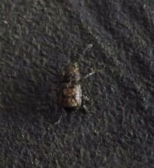 Anthribidae