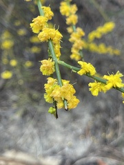 Acacia spinescens
