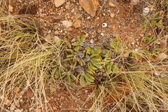 Glottiphyllum longum