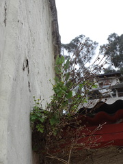 Tanacetum parthenium