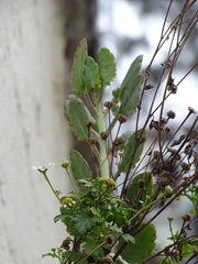 Tanacetum parthenium