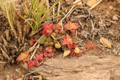 Crassula capitella thyrsiflora