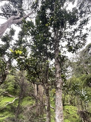 Beilschmiedia tarairi