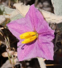 Solanum ellipticum