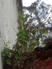 Tanacetum parthenium