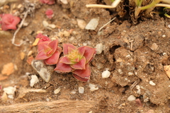 Crassula capitella thyrsiflora