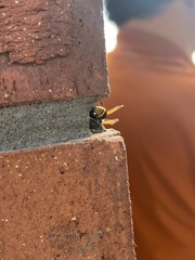 Pachodynerus nasidens