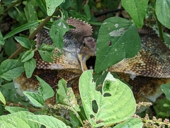 Chlamydosaurus kingii