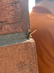 Pachodynerus nasidens