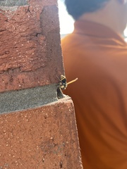 Pachodynerus nasidens