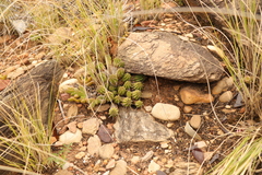 Euphorbia mammillaris