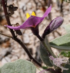 Solanum ellipticum