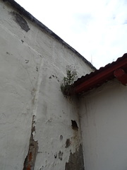 Tanacetum parthenium