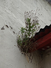 Tanacetum parthenium