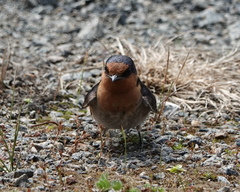 Hirundo neoxena carteri