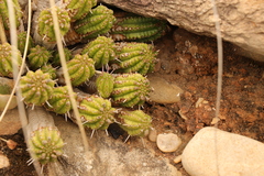 Euphorbia mammillaris