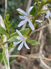 Scaevola angustata