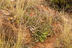 Euphorbia mammillaris