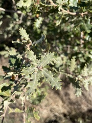 Quercus faginea