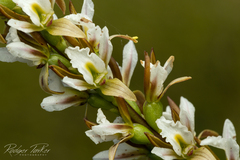 Prasophyllum spicatum