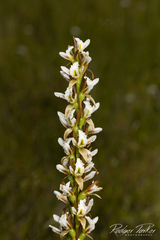 Prasophyllum spicatum