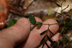 Phyllanthaceae