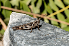 Stenocatantops angustifrons