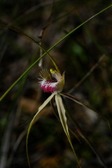 Caladenia tentaculata × venusta