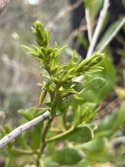 Scaevola angustata