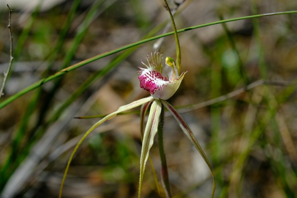 Caladenia venusta