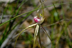 Caladenia tentaculata × venusta