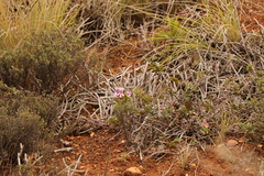 Pelargonium peltatum