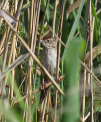 Cincloramphus timoriensis