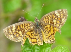Phyciodes graphica