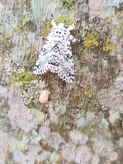 Lichnoptera decora