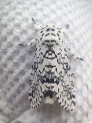 Lichnoptera decora