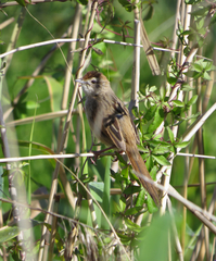 Cincloramphus timoriensis