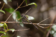 Austroaeschna sigma