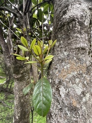 Beilschmiedia tarairi