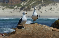 Larus dominicanus vetula