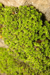 Syntrichia montana