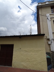 Kalanchoe densiflora