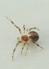 Theridion pinastri