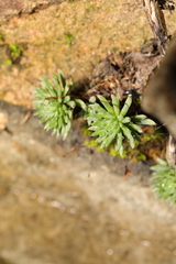 Petrosedum