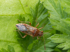 Rhopalus parumpunctatus