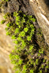 Syntrichia montana