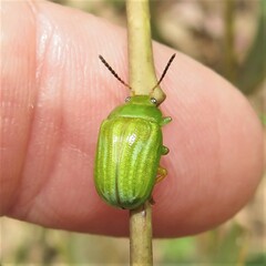 Calomela pallida