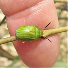 Calomela pallida